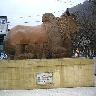 Nandi bull